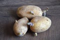 Sprouting potatoes on wooden background