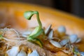 Sprouting pumpkin seeds and fibrous strands within cut pumpkin. Close-up