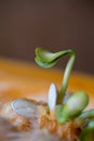 Sprouting pumpkin seeds and fibrous strands within cut pumpkin. Close-up