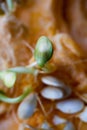 Sprouting pumpkin seeds and fibrous strands within cut pumpkin. Close-up