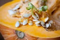 Sprouting pumpkin seeds and fibrous strands within cut pumpkin. Close-up