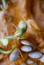 Sprouting pumpkin seeds and fibrous strands within cut pumpkin. Close-up