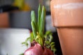 Sprouting red onion top.