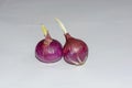 Sprouting Red Onions Bulb On Isolated Background. Royalty Free Stock Photo