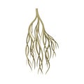 Sprouting root, underground stem, rootstalk. Botany or dendrology element vector illustration