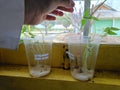 Sprouting Science: How Mung Beans Teach Students About Life and Growth