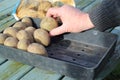 Sprouting seed potatoes.