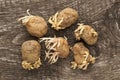 Sprouting Seed Potatoes Royalty Free Stock Photo