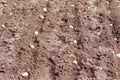 Sprouting seed potatoes to be burried in garden