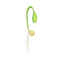 Sprouting seed of vegetable. sprout with seed and roots isolated on white background. young green shoot illustration. spring Royalty Free Stock Photo