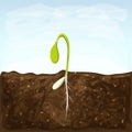 Sprouting seed of vegetable. sprout in soil with seed and underground roots system. young green shoot vector illustration. spring Royalty Free Stock Photo