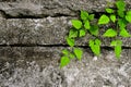 Sprouting seedling on concrete