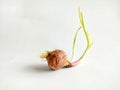 sprouting shallot bulb with green shoots on white background Royalty Free Stock Photo