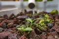 Sprouting squash in an aquaponics system