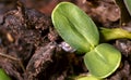 sprouting sunflower in early spring garden. two green sprouts