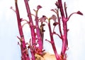 Sprouting sweet potato Royalty Free Stock Photo