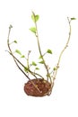 Sprouting Sweet Potato Plant Ready for Planting Royalty Free Stock Photo