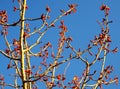 Sprouting tree branches