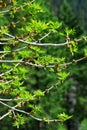 Sprouting tree branches