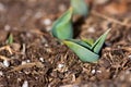 Sprouting Tulip Plant Royalty Free Stock Photo