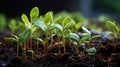 Sprouting vegetable in field: Nature's miracle Royalty Free Stock Photo