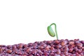 Sprouting a young plant of beans, green beans. Spring germination of seeds. Closeup. Isolated on a white background Royalty Free Stock Photo