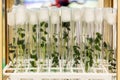 Potato meristem in vitro. Sprouts of an agricultural plant grown in vitro.