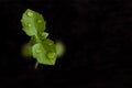 Sprouts basil seedlings green earth spring macro Royalty Free Stock Photo