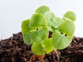 Sprouts of Basil seedlings Royalty Free Stock Photo