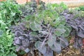 Sprouts and brassicas growing behind nets