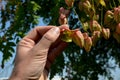 It sprouts bronze-pink, has a fresh green color in summer and turns fiery orange in autumn and then turns golden, hence the Americ