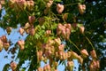 It sprouts bronze-pink, has a fresh green color in summer and turns fiery orange in autumn and then turns golden, hence the Americ Royalty Free Stock Photo