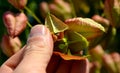 It sprouts bronze-pink, has a fresh green color in summer and turns fiery orange in autumn and then turns golden, hence the Americ