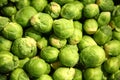 Sprouts brussel Royalty Free Stock Photo