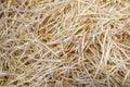 Sprouts of cereals, wheat grass seeds, closeup