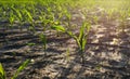 Sprouts of corn grow on a dry field. Royalty Free Stock Photo