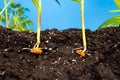 Sprouts of corn soil with exposed roots emanating from grain Royalty Free Stock Photo