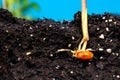 Sprouts Of Corn Soil With Exposed Roots Emanating From Grain