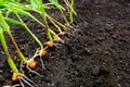 Sprouts of corn soil with exposed roots emanating from grain Royalty Free Stock Photo