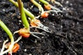 Sprouts of corn soil with exposed roots emanating from grain Royalty Free Stock Photo
