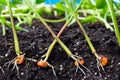 Sprouts of corn soil with exposed roots emanating from grain Royalty Free Stock Photo