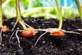 Sprouts of corn soil with exposed roots emanating from grain Royalty Free Stock Photo