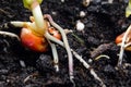 Sprouts of corn soil with exposed roots emanating from grain Royalty Free Stock Photo