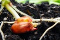 Sprouts of corn soil with exposed roots emanating from grain Royalty Free Stock Photo