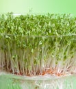 Sprouts of cress