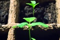 Sprouts of cucumber seedlings in a peat pot. Close up. Spring farming. Royalty Free Stock Photo