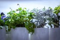 Mixed Aromatic herbs under special lights