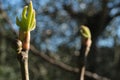 Sprouts of fig plant in spring. Small fig and tiny leaf sprouting from the branches Royalty Free Stock Photo