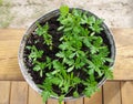 Sprouts of flowers in bucket