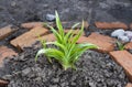 Sprouts flowers